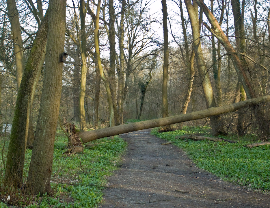 Fallen tree in Niedwald park, Frankfurt