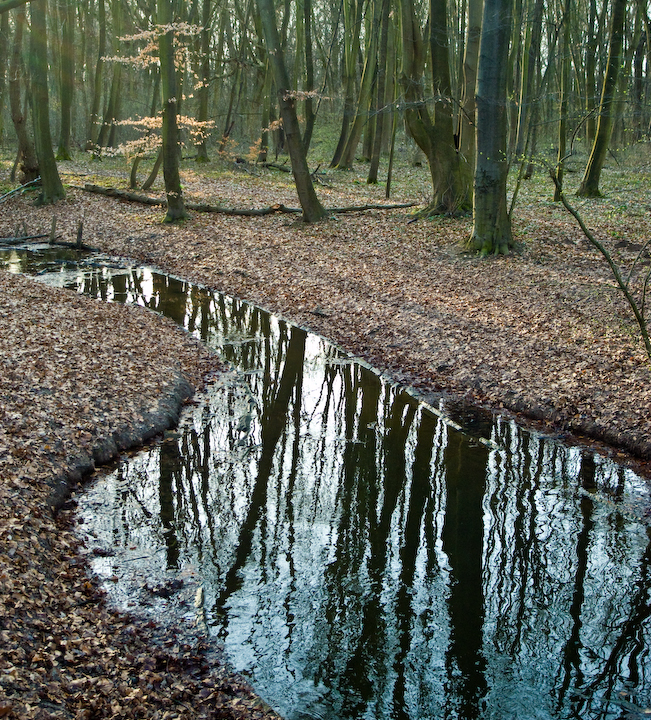 Reflection in Niedwald Park, Frankfurt