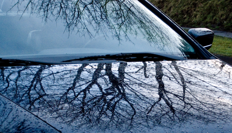 Tree reflected twice in wet car