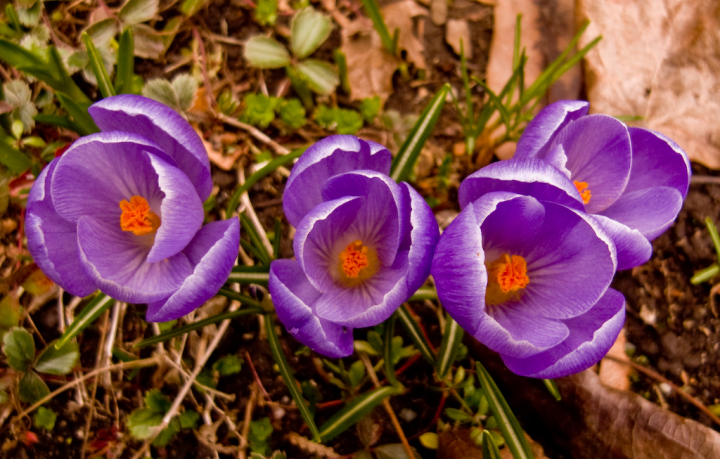 Raindrop-covered crocuses Raindrop-covered crocuses