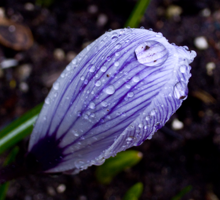 Raindrop-covered crocuses