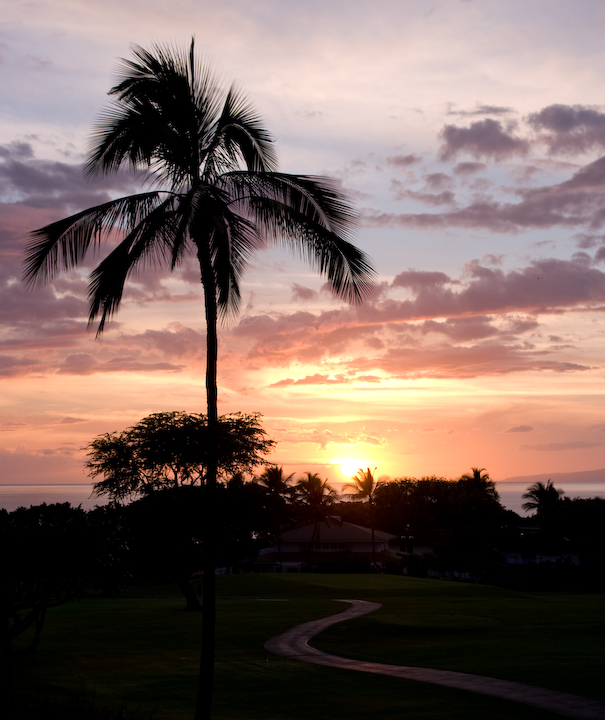 Maui sunset with palm