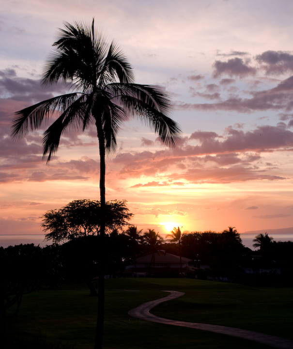 Maui sunset with palm Maui sunset with palm