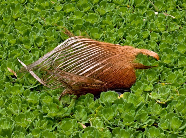 Dead palm leaf among floating plants