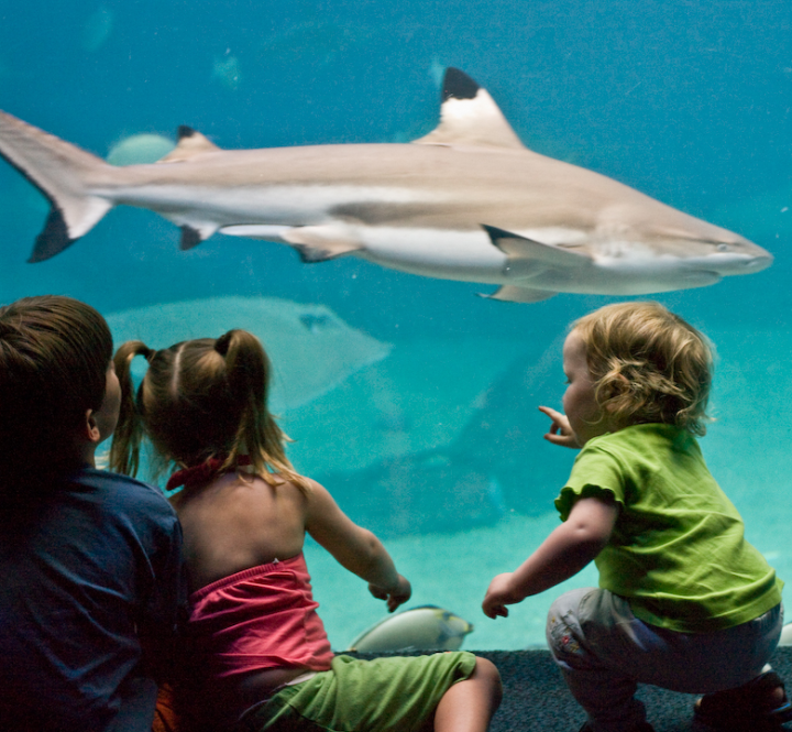 Children with shark at aquarium