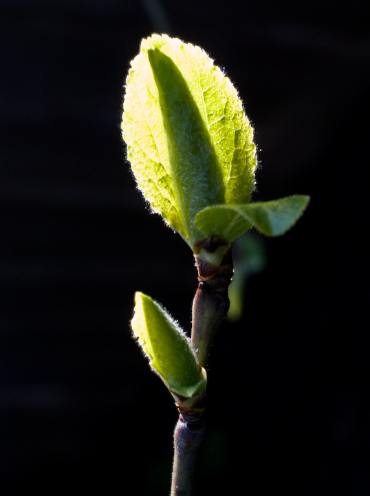 Young shoot illuminated by the sun