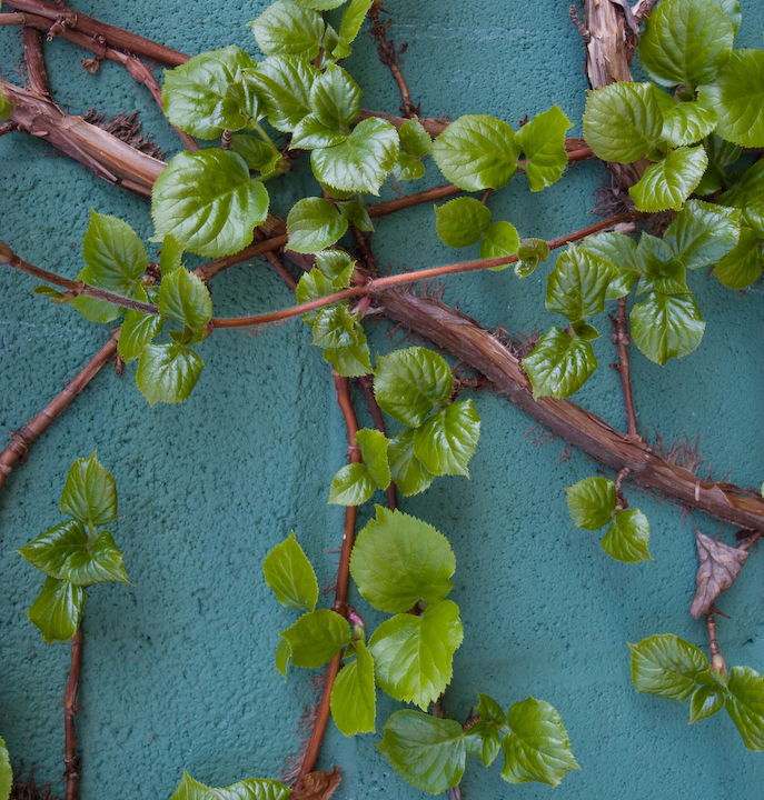 Climbing hydrangea on green-painted cinder-blocks