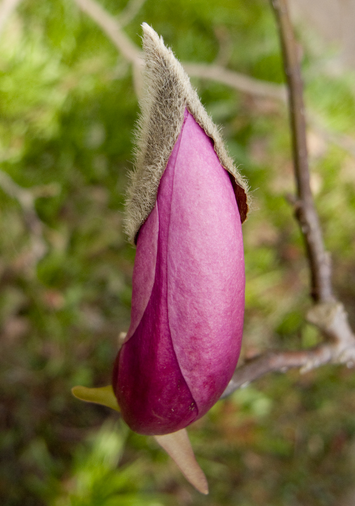 Magnolia buds ready to open