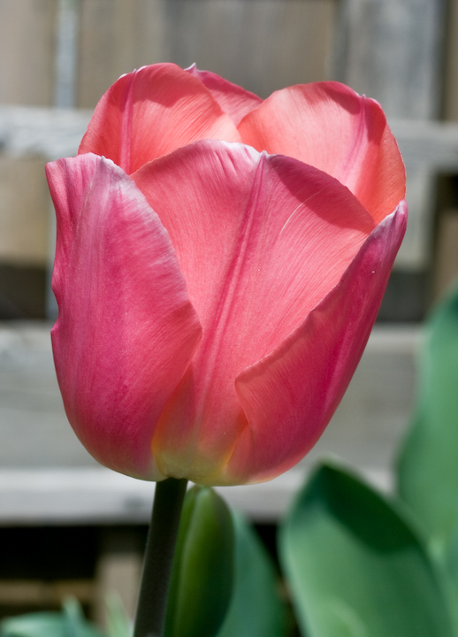 Sunlit tulip