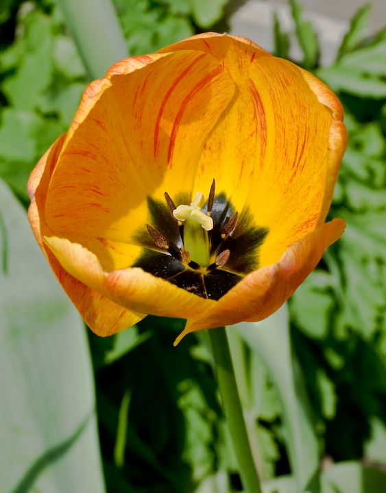Sunlit tulip