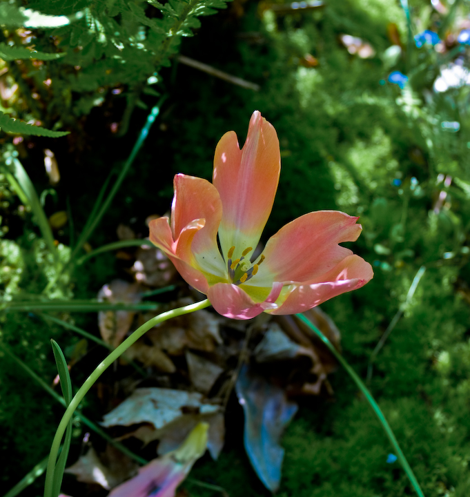 Fading tulip blossom