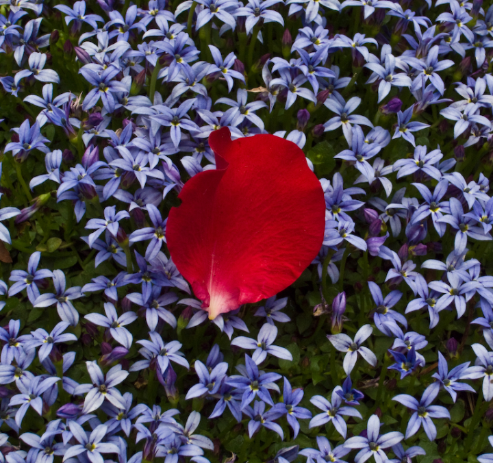Red rose (Parkdirektor Riggers) petal on violet ground-cover