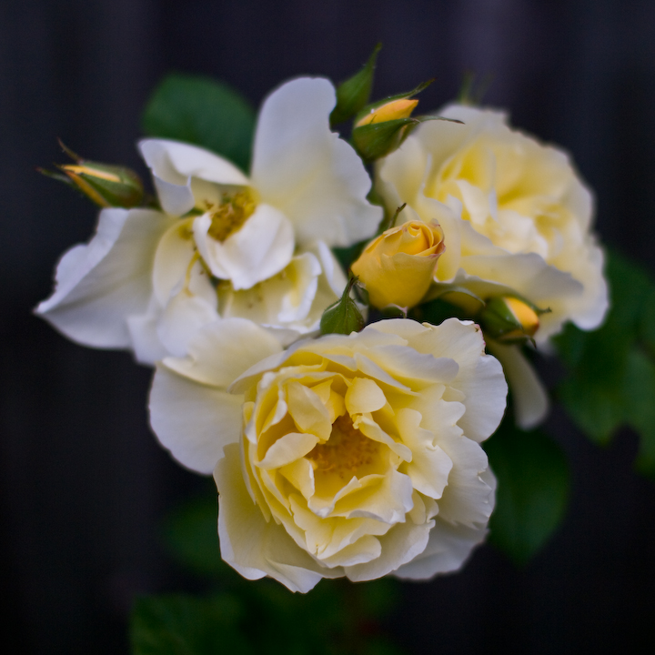 Yellow Rugosa rose blossoms