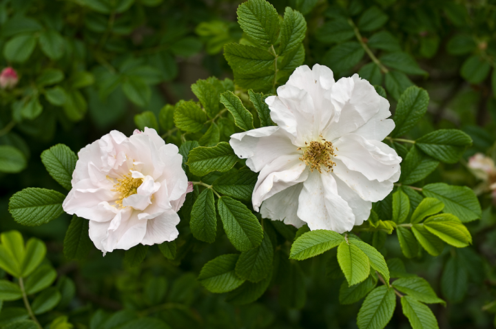 Mostly-white Rugosa rose blossom
