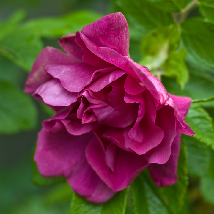 Mostly-red Rugosa rose blossom