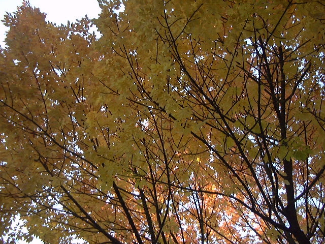 Black branches Black branches