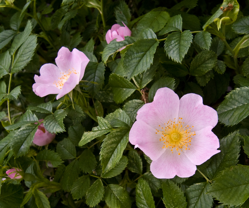 Wild rose blossoms