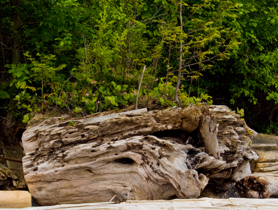 Drift-log becoming nurse log on a Howe Sound beach