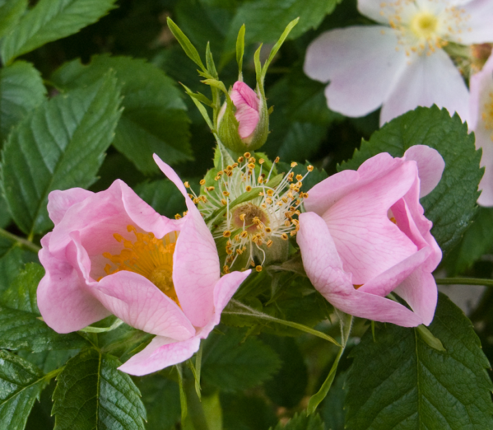 Wild rose blossoms