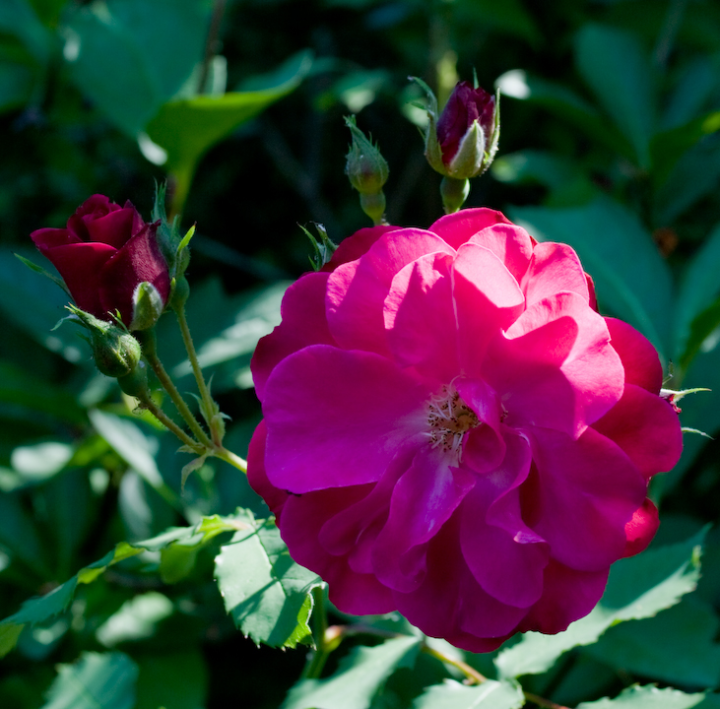 Extremely pink rose