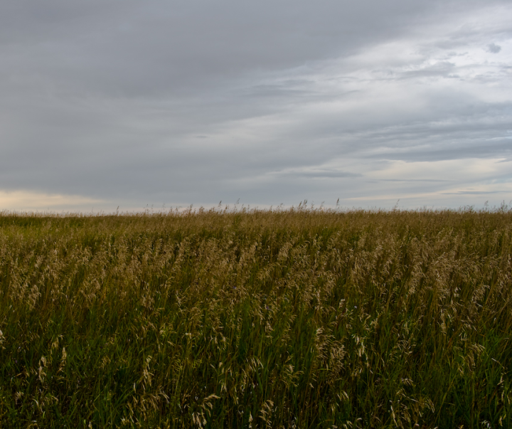 Prairie hayfield and cloudy sky