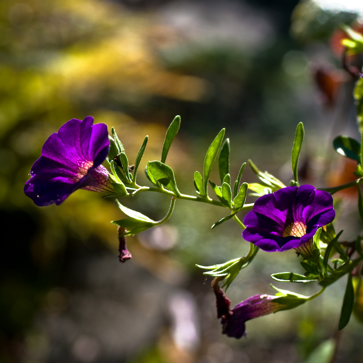 Small purple sunlit blossoms
