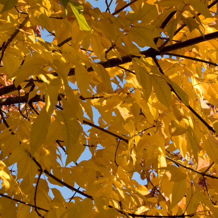 Early-autumn yellow leaves
