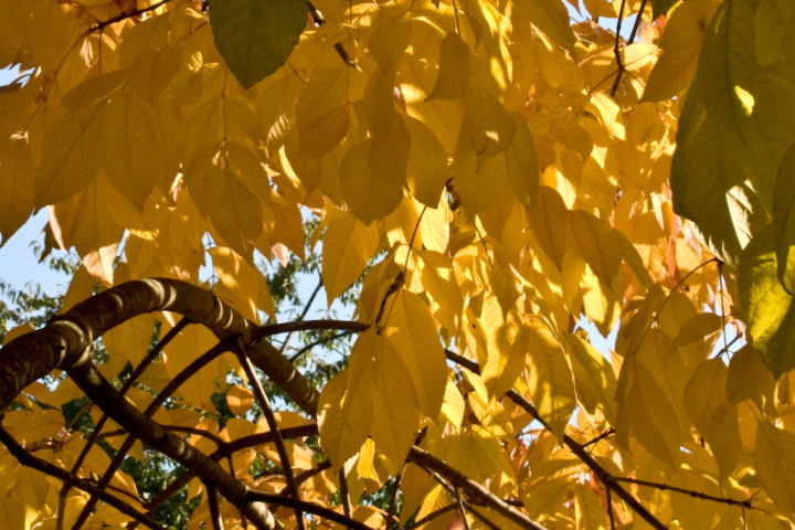 Early-autumn yellow leaves