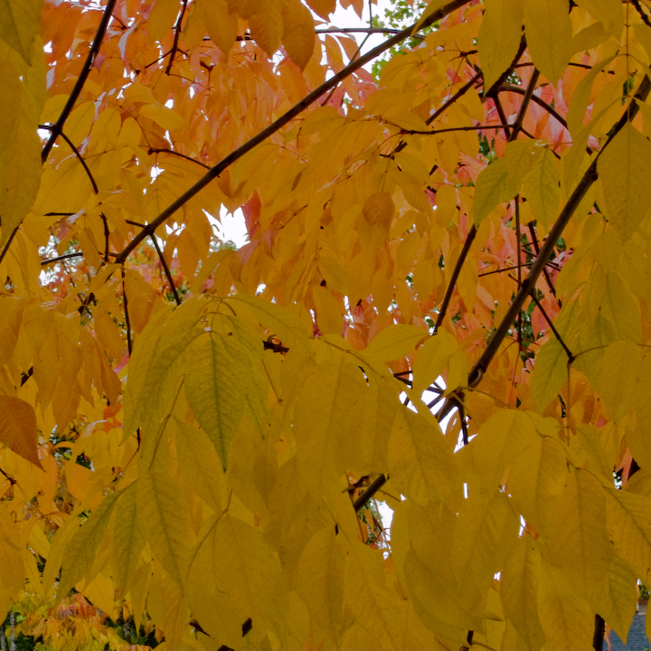 Early-autumn yellow leaves