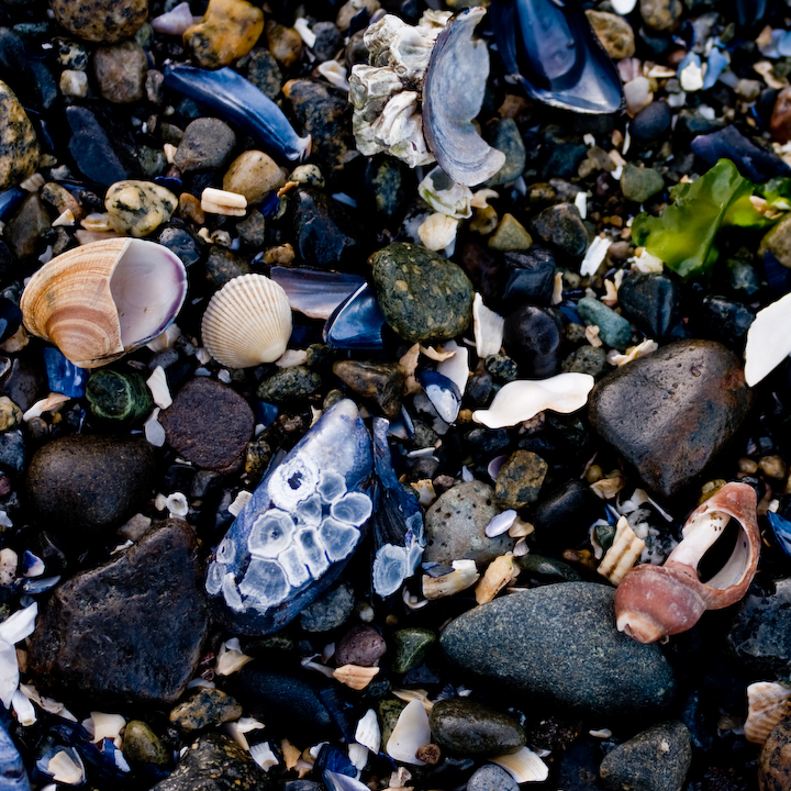 Seashells on a Vancouver beach Seashells on a Vancouver beach