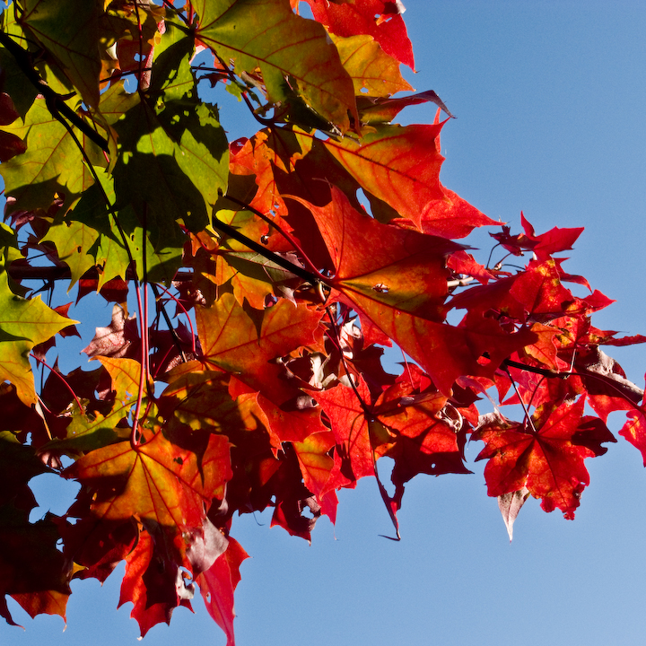 Green and red autumn leaves, sunlit