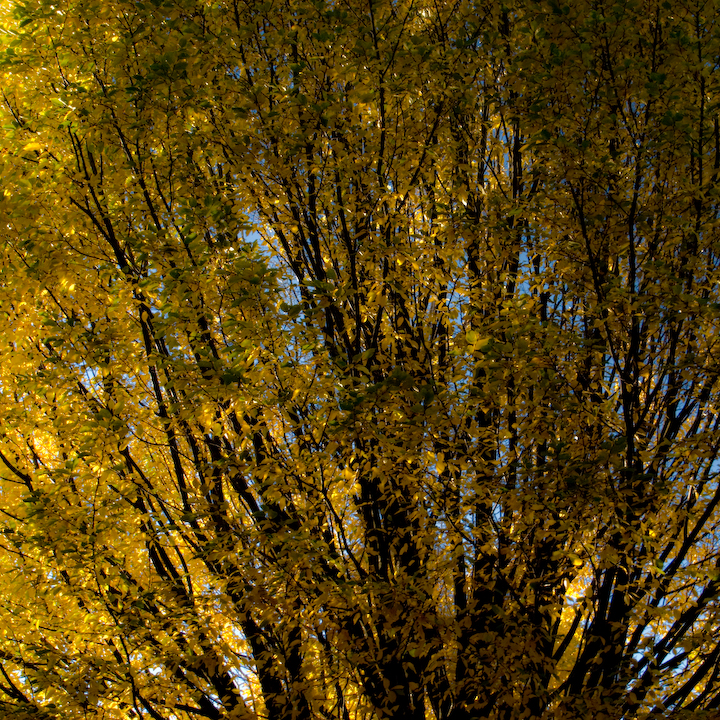 Fall tree with yellow and green leaves, close-up