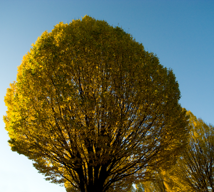 Fall tree with yellow and green leaves