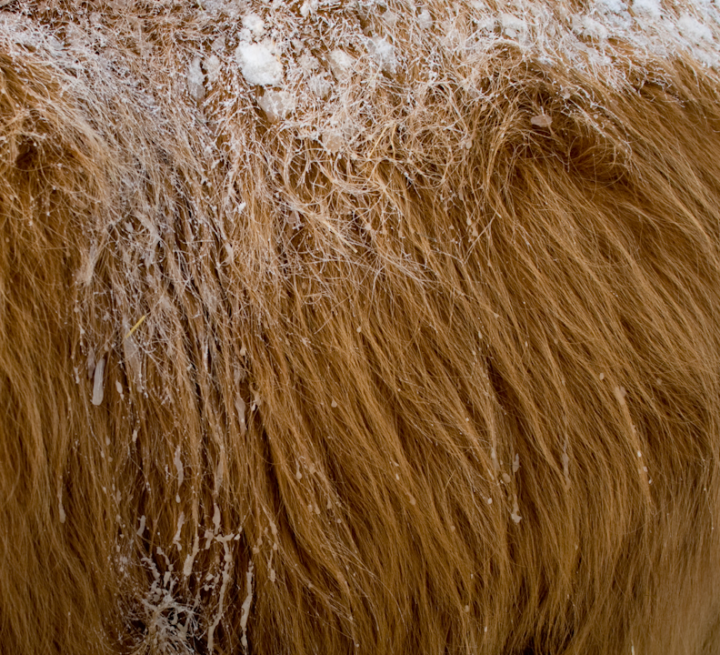Highland cow hair