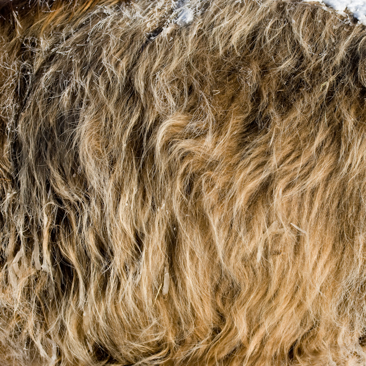 Highland cow hair