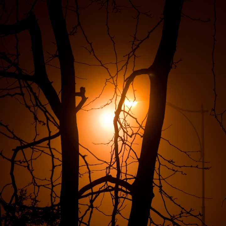 Streetlight and branches in fog