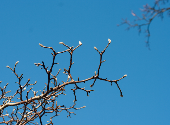 Blue winter sky with bare branches