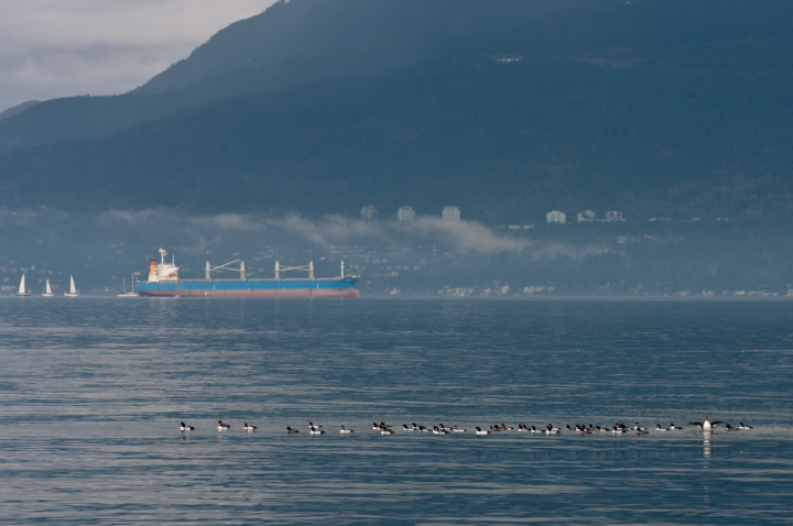 Ducks in Vancouver’s outer harbour