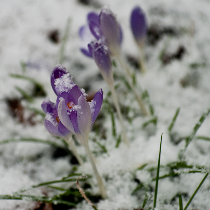 Snowy crocuses