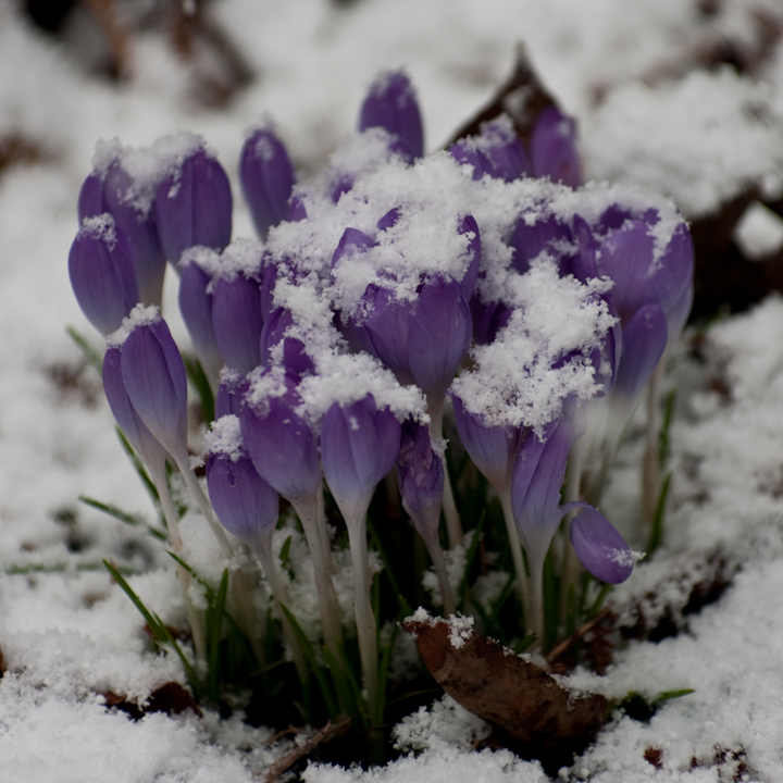 Snowy crocuses