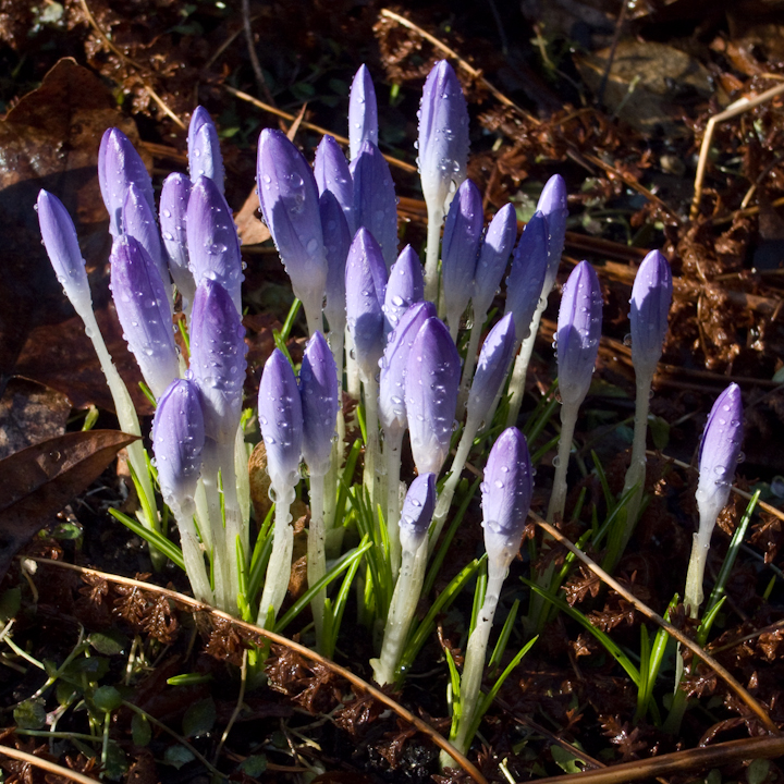 Raindrop-covered crocuses