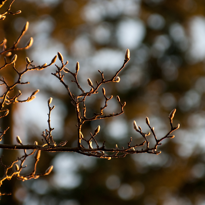 Bare magnolia, with buds