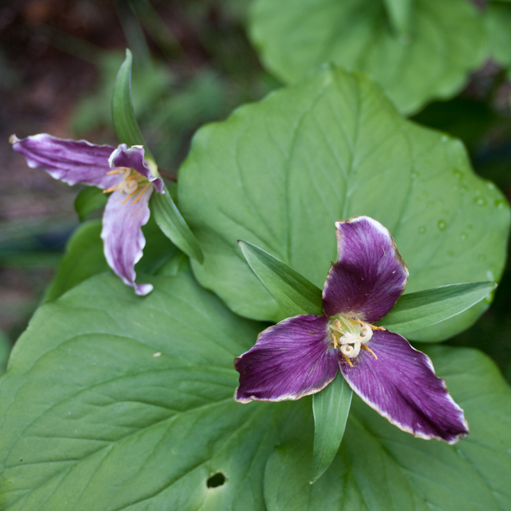 Trillium blossom, almost finished Trillium blossom, almost finished