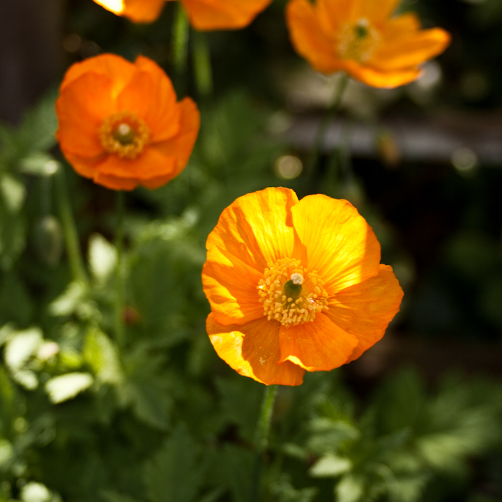 Welsh poppy Welsh poppy