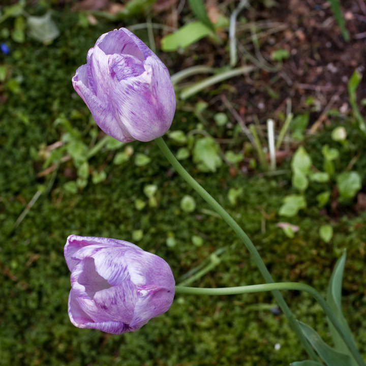 Vancouver tulips