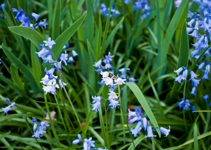 Spanish Bluebells Spanish Bluebells