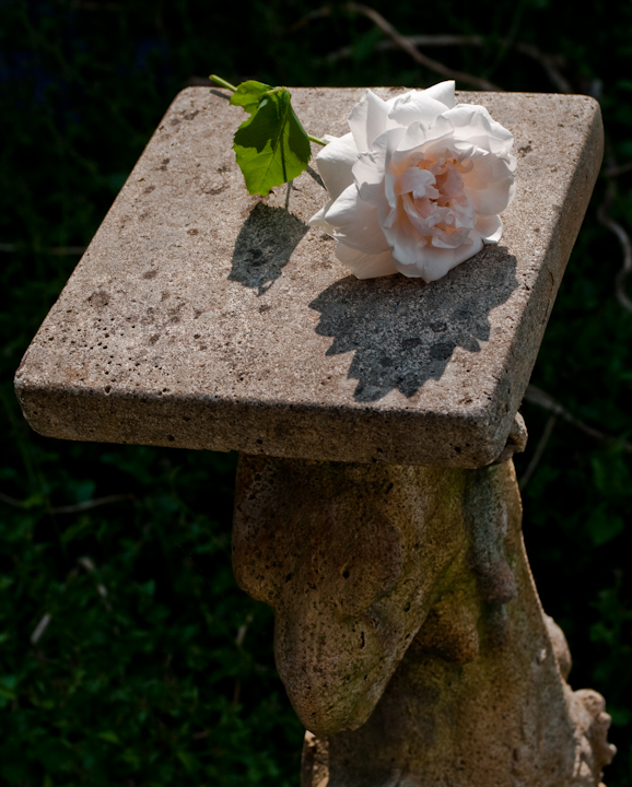 Mme. Alfred Carrière blossom on a grypon pedestal Mme. Alfred Carrière blossom on a grypon pedestal