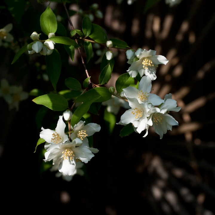 Native Mock Orange AKA Philadelphus lewisii Native Mock Orange AKA Philadelphus lewisii