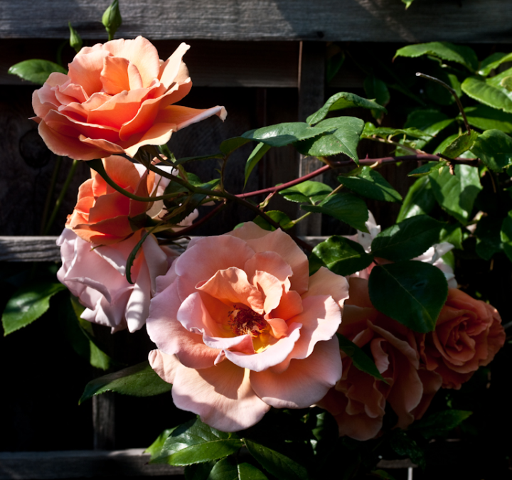 Sunlit Royal Sunset rose blossoms