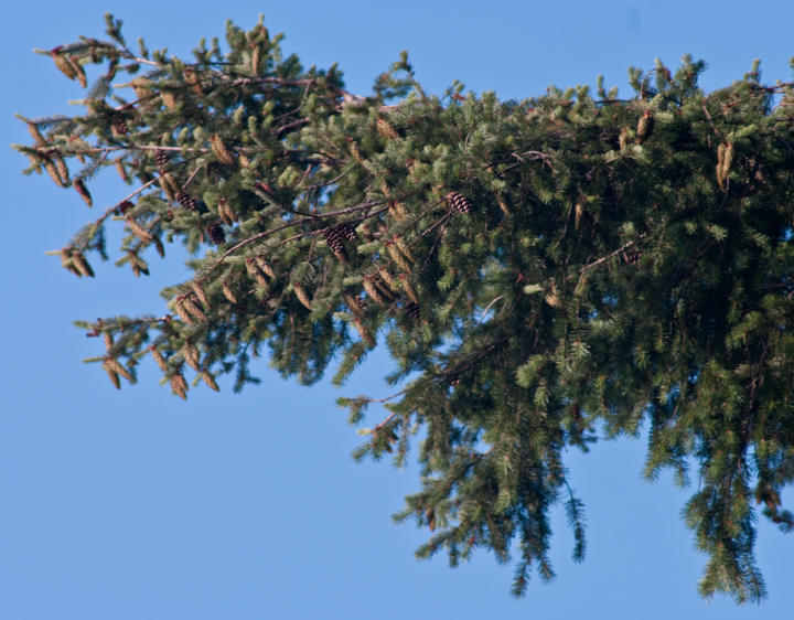 Douglas Fir branch against a blue sky